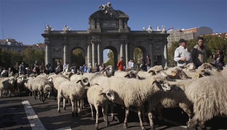 Hundreds of sheep are driven along Alcala street during an annual parade in Madrid Sunday Oct. 30. Spanish shepherds are leading flocks of sheep through the streets of downtown Madrid in defense of ancient grazing, migration and droving rights threatened by urban sprawl and man-made frontiers. 
